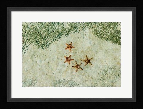 Framed Four Knobby Sea Stars and Small Fish, Kapalai, Malaysia Print