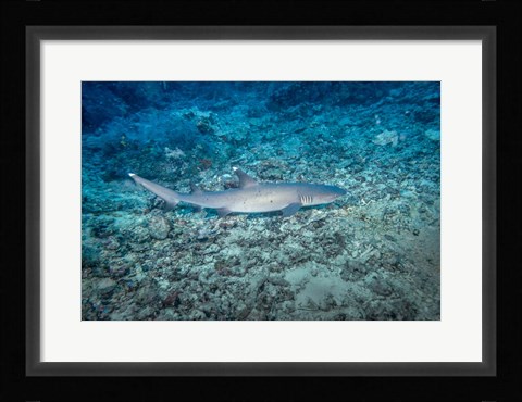 Framed WhiteTip Reef Shark, Malaysia Print