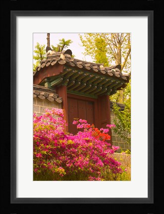 Framed Azaleas, The Deoksugung Palace Complex, Seoul, South Korea Print
