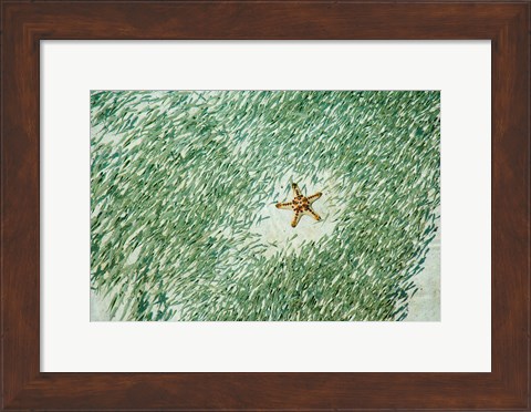 Framed Marine Life, Knobly Sea Star andFish, Sipadan, Malaysia Print