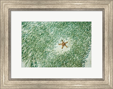 Framed Marine Life, Knobly Sea Star andFish, Sipadan, Malaysia Print
