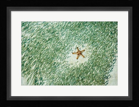 Framed Marine Life, Knobly Sea Star andFish, Sipadan, Malaysia Print