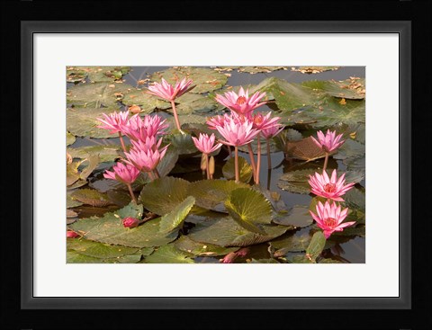 Framed Pink Lotus Flower in the Morning Light, Thailand Print