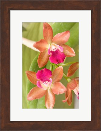 Framed Orchid Blooms in the Spring, Thailand Print