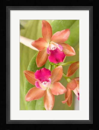 Framed Orchid Blooms in the Spring, Thailand Print