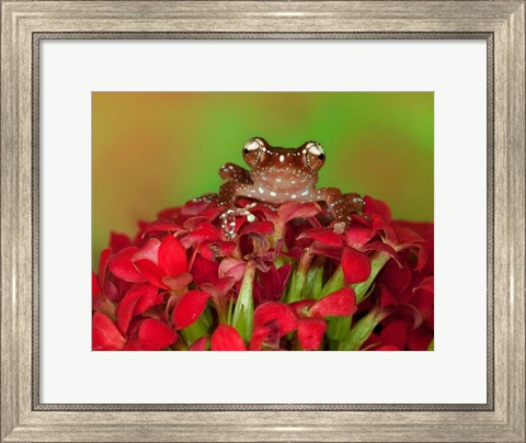 Framed Borneo Cinnamon Tree Frog on red flowers Print