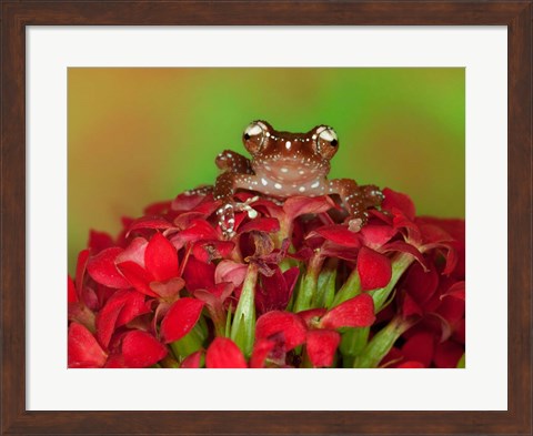 Framed Borneo Cinnamon Tree Frog on red flowers Print