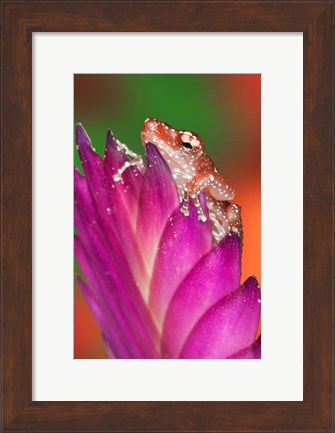 Framed Borneo Close-up of Cinnamon Tree Frog Print