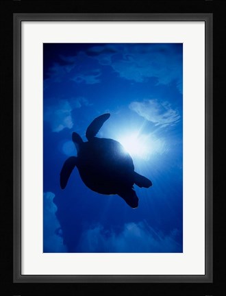 Framed Sea Turtle Underwater, Sipadan Island South Point, Malaysia Print