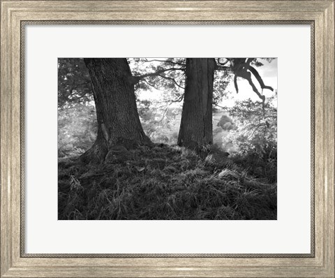 Framed Mighty Oak Print