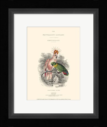 Framed Naturalist's Library II Print