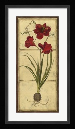 Framed Amaryllis Panel I Print