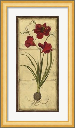 Framed Amaryllis Panel I Print