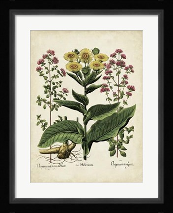 Framed Besler Florilegium I Print