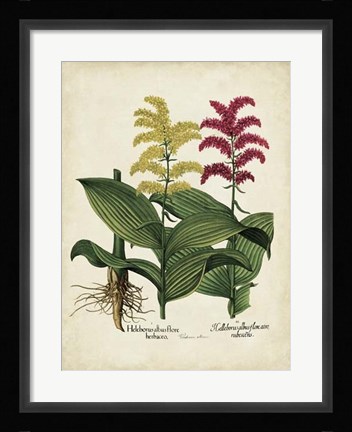 Framed Besler Florilegium II Print
