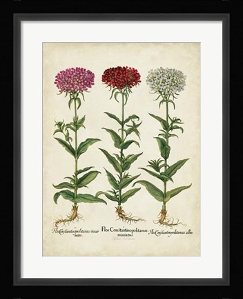 Framed Besler Florilegium IV Print