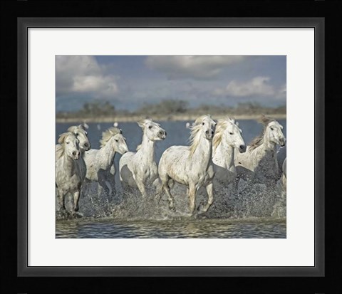Framed White Horses of the Camargue Print