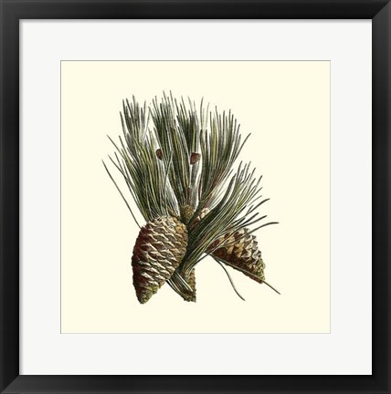 Framed Bordeaux Pine Print