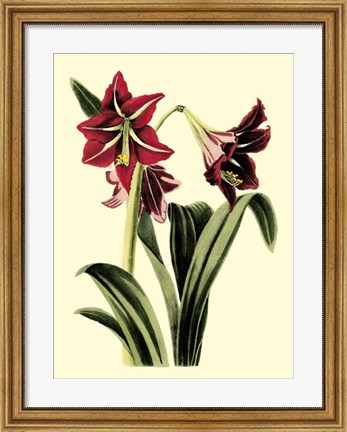 Framed Royal Botanical Study I Print