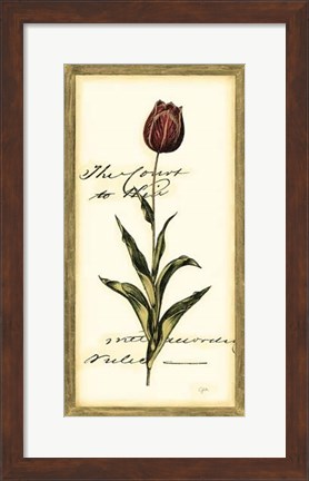 Framed Jen&#39;s Tulip II Print