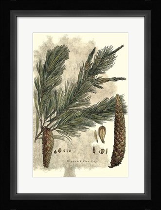 Framed Antique Weymouth Pine Tree Print