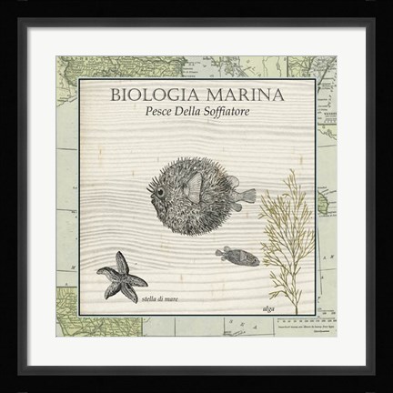 Framed Biologia Marina II Print