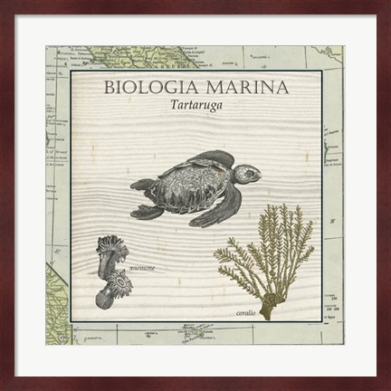 Framed Biologia Marina IV Print