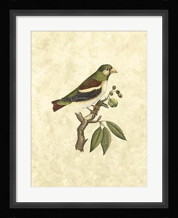 Framed Selby Birds V Print