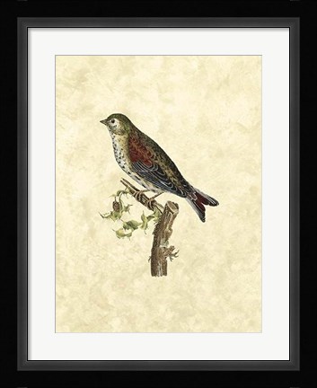 Framed Selby Birds VI Print