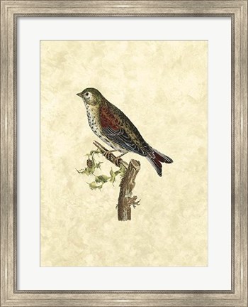 Framed Selby Birds VI Print