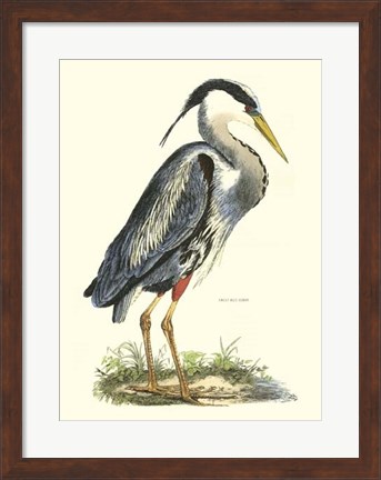 Framed Great Blue Heron Print