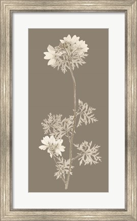 Framed Taupe Nature Study II Print