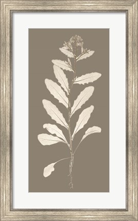 Framed Taupe Nature Study IV Print