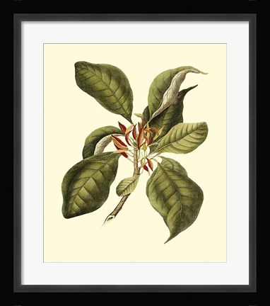 Framed Magnificent Foliage III Print