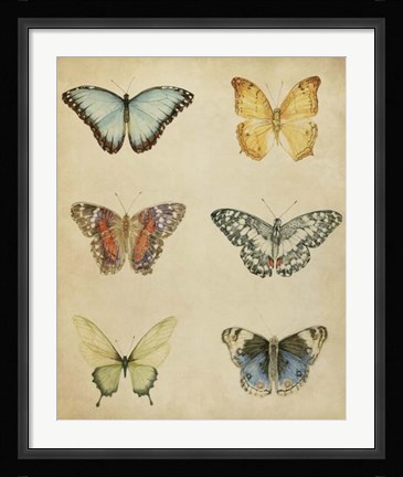 Framed Butterfly Varietal I Print