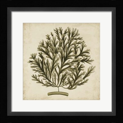 Framed Vintage Seaweed I Print