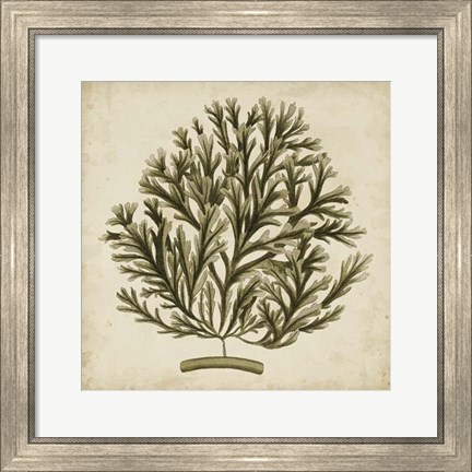 Framed Vintage Seaweed I Print