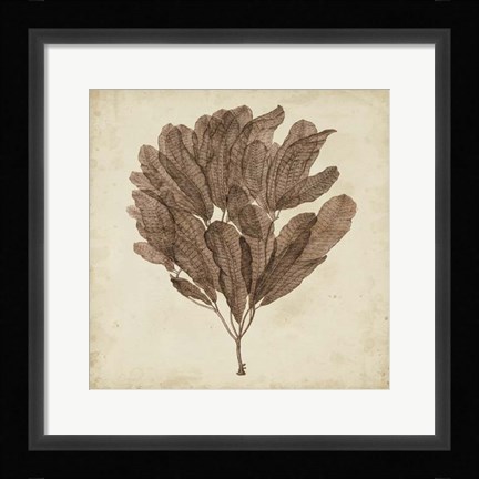 Framed Vintage Seaweed III Print