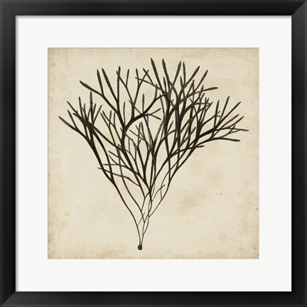 Framed Vintage Seaweed V Print