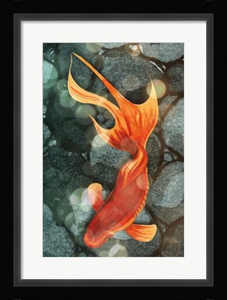 Framed Fantail I Print