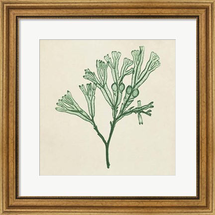 Framed Chromatic Seaweed IV Print