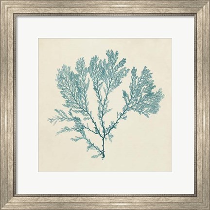 Framed Chromatic Seaweed VIII Print