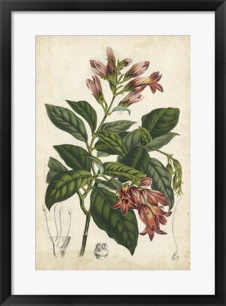 Framed Coral Beauties III Print