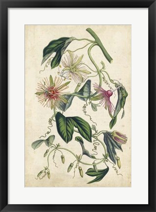 Framed Coral Beauties IV Print