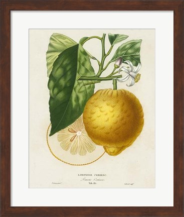 Framed French Lemon Botanical I Print