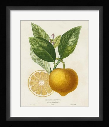 Framed French Lemon Botanical III Print