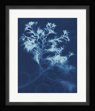 Framed Cyanotype No.4 Print