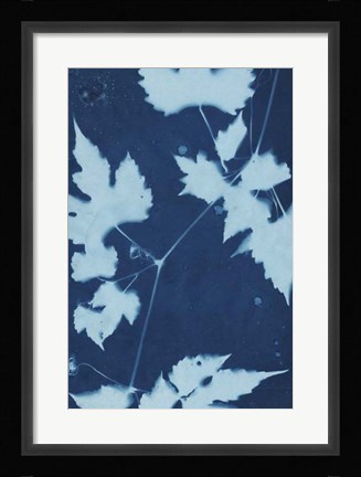 Framed Cyanotype No.9 Print