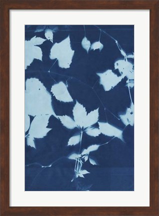 Framed Cyanotype No.12 Print