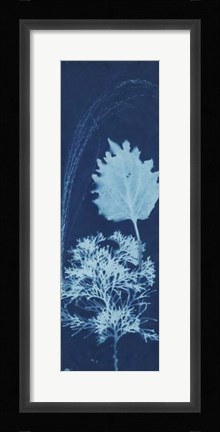 Framed Cyanotype No.13 Print